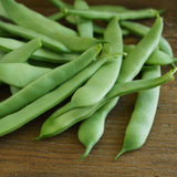 Roma II Bush Snap Green Bean Seeds