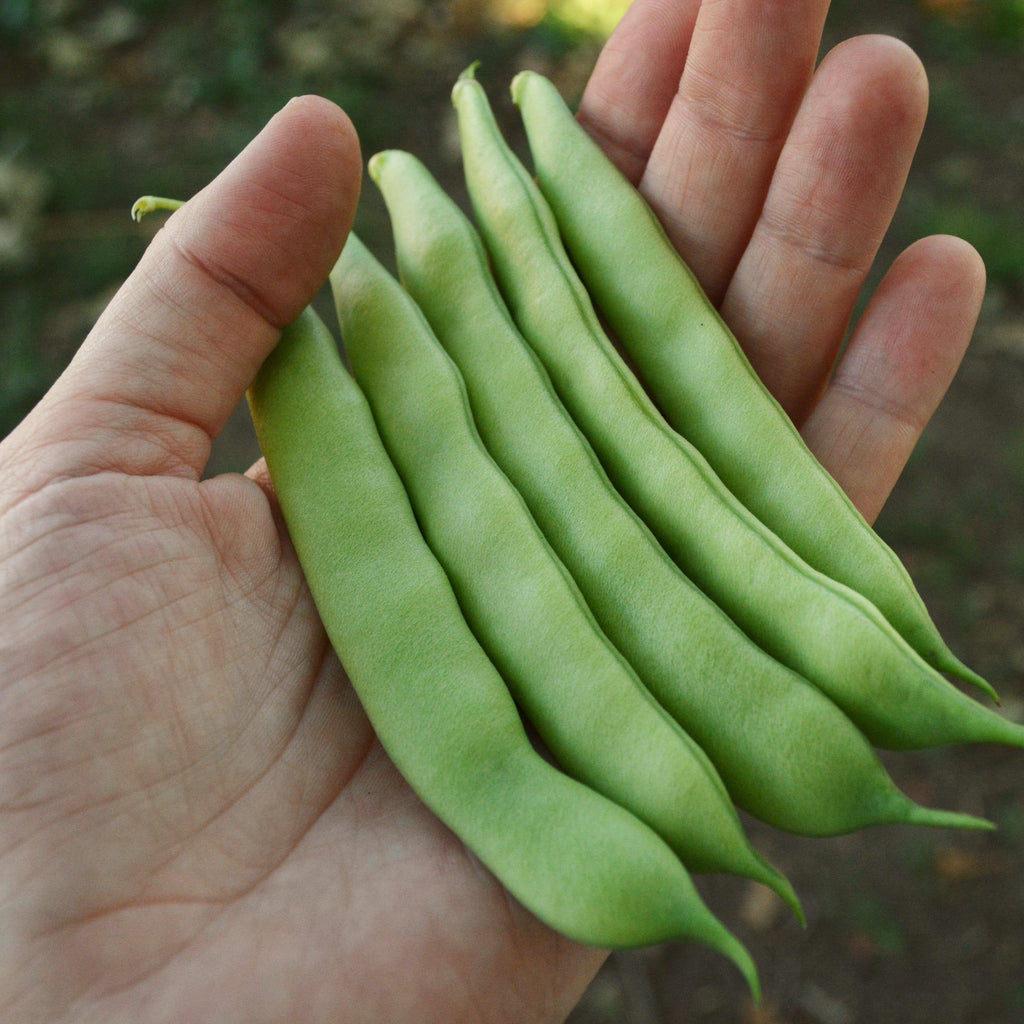 Roma II Bush Snap Green Bean Seeds