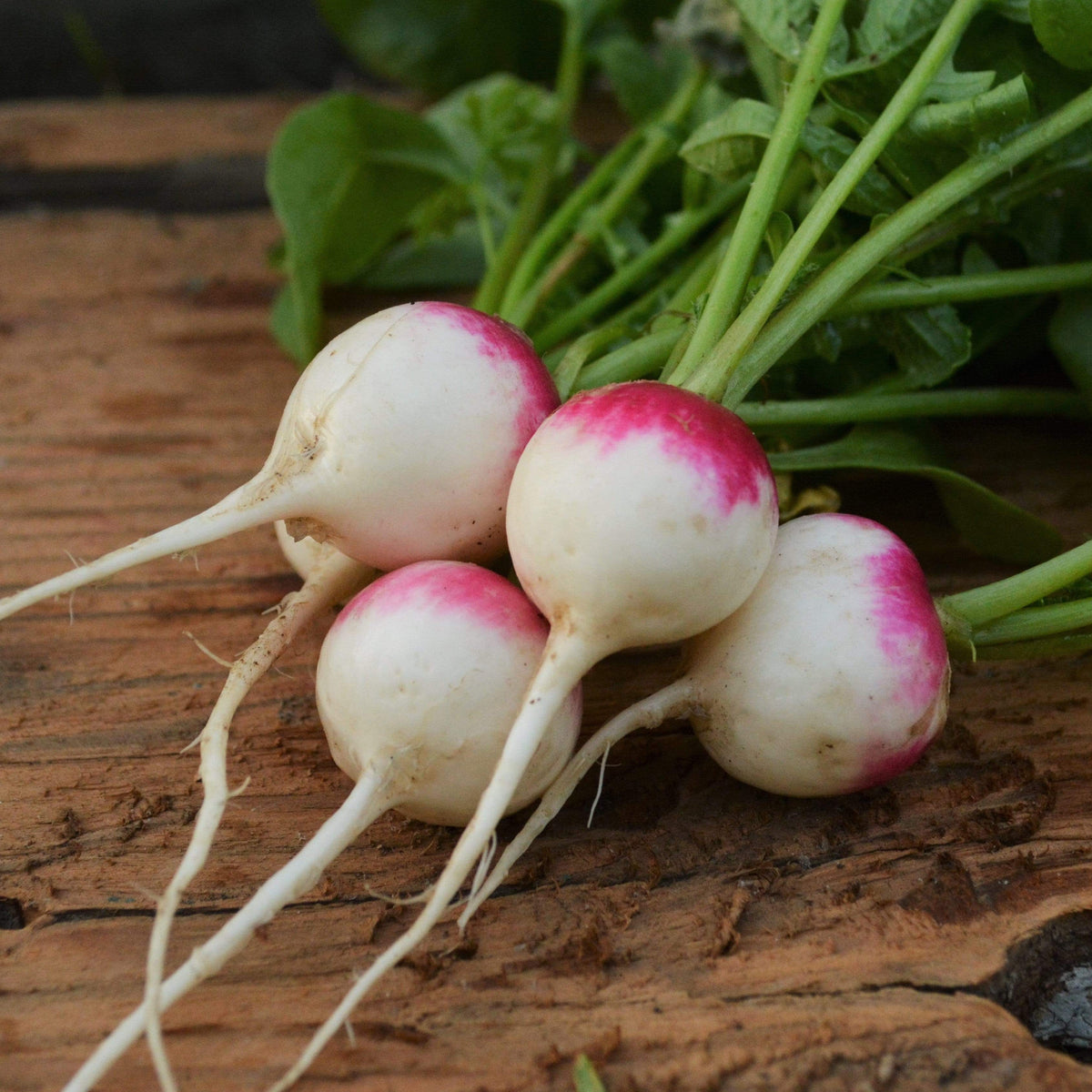 Roodkopje aka &quot;Read Head&quot; Radish