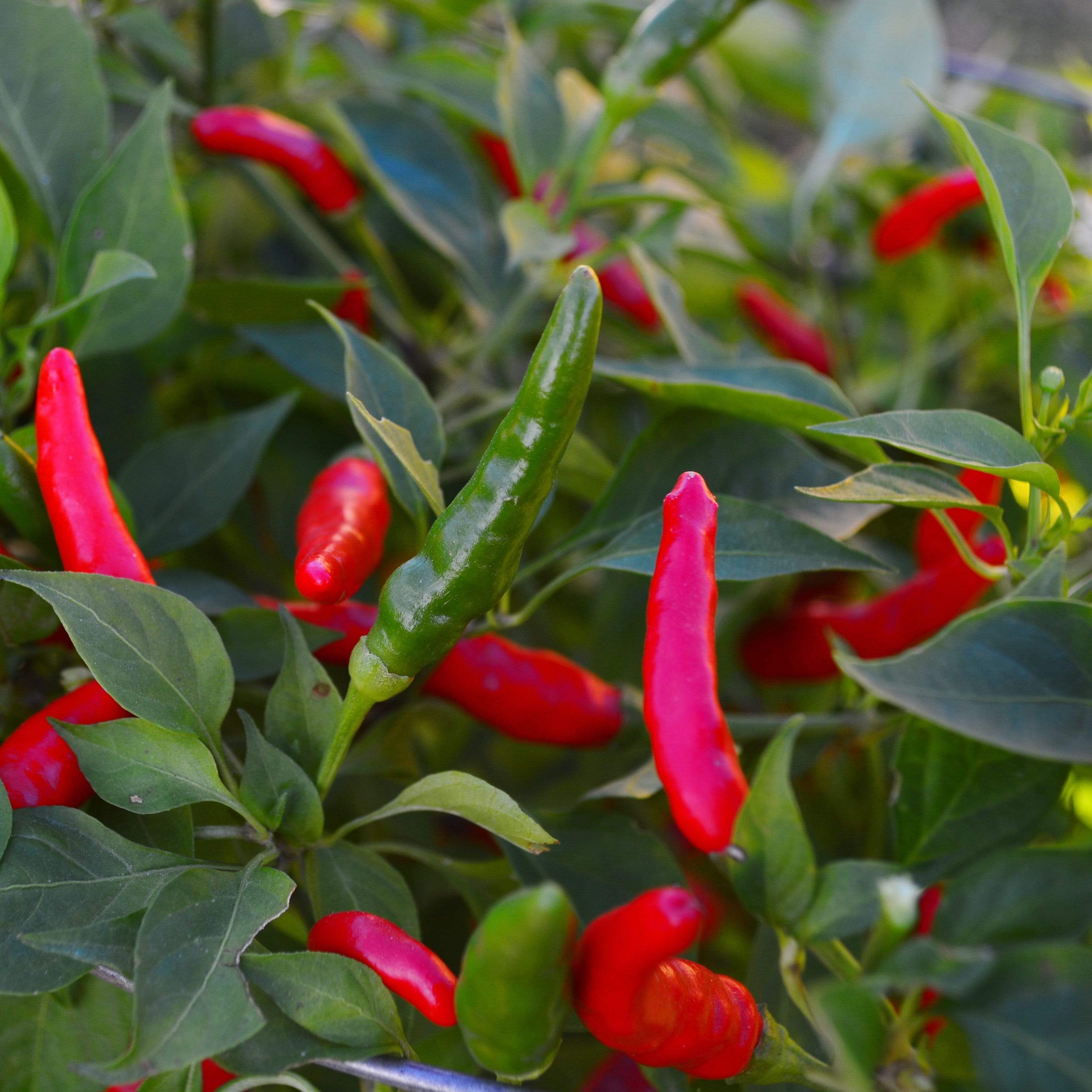 Rooster Spur Chile Peppers in garden