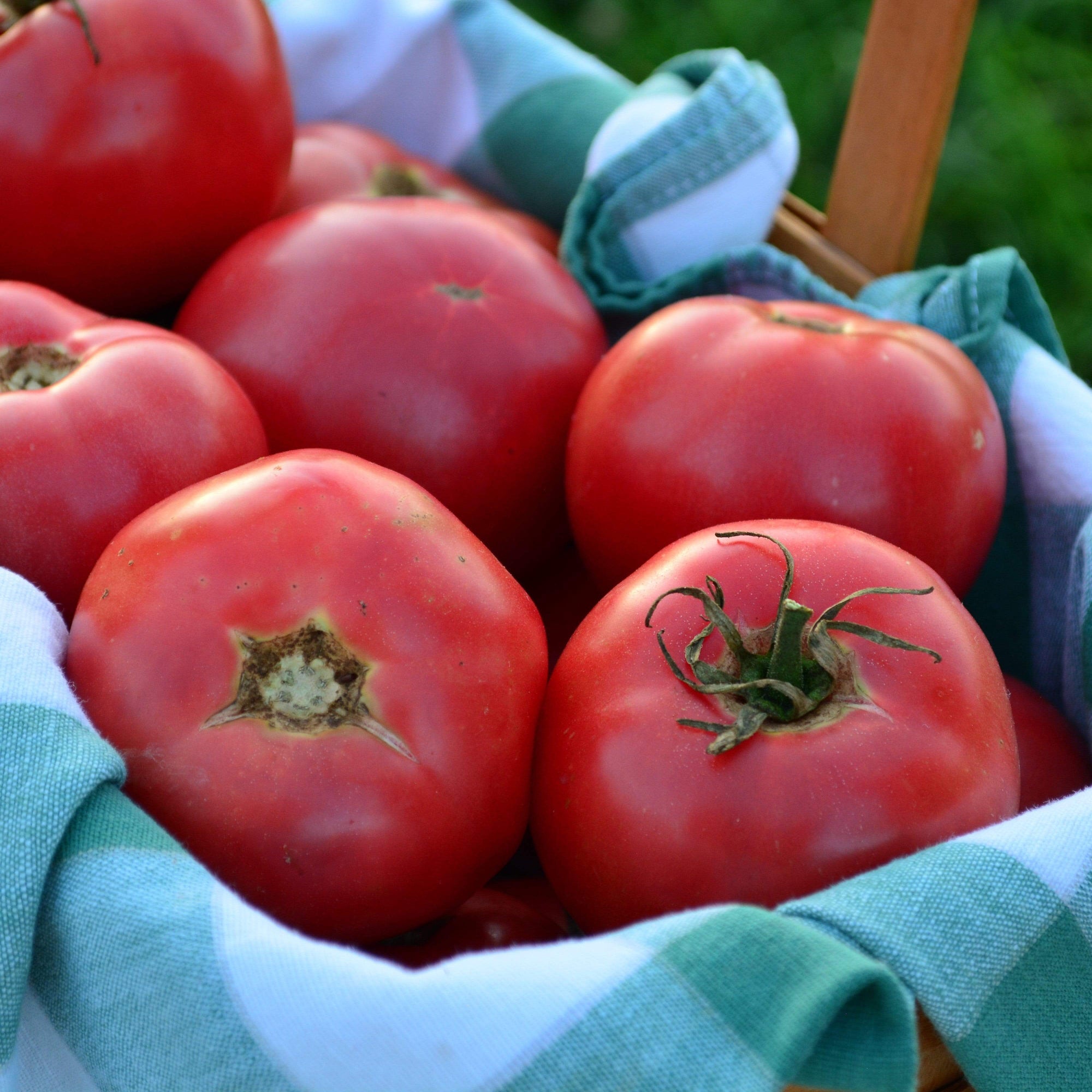 rose de berne tomato seeds Rose de Berne Tomato, Packet (50 Seeds)