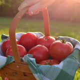 Rose de Berne Tomato Seeds