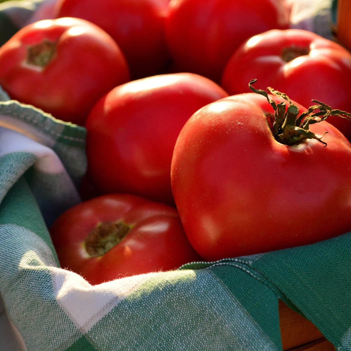 Rose de Berne Heirloom Tomato