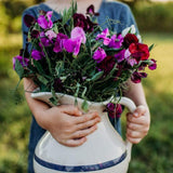 Royal Family Mix Sweet Pea Seeds