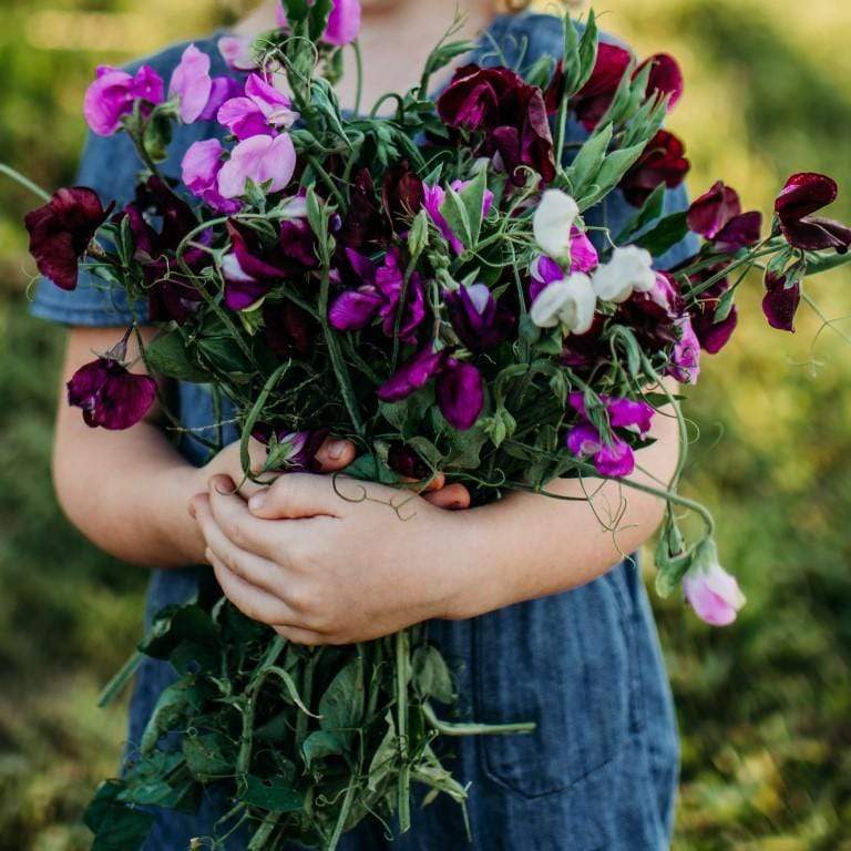 Sweet Pea 'Royal Family' Mixed Color Seeds - Heirloom, Fragrant Vine, Non-GMO, 50 Count