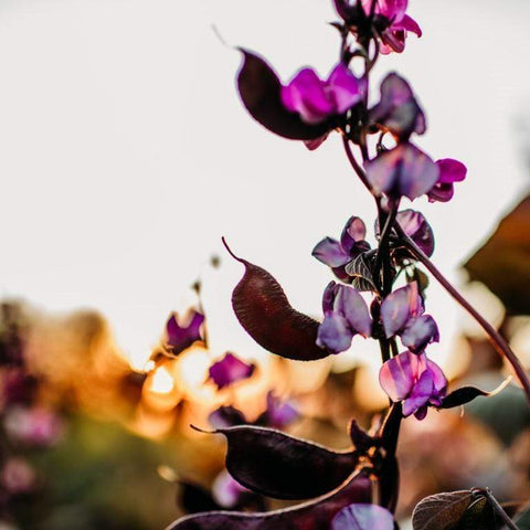 Ruby Moon Hyacinth Bean Vine Seeds