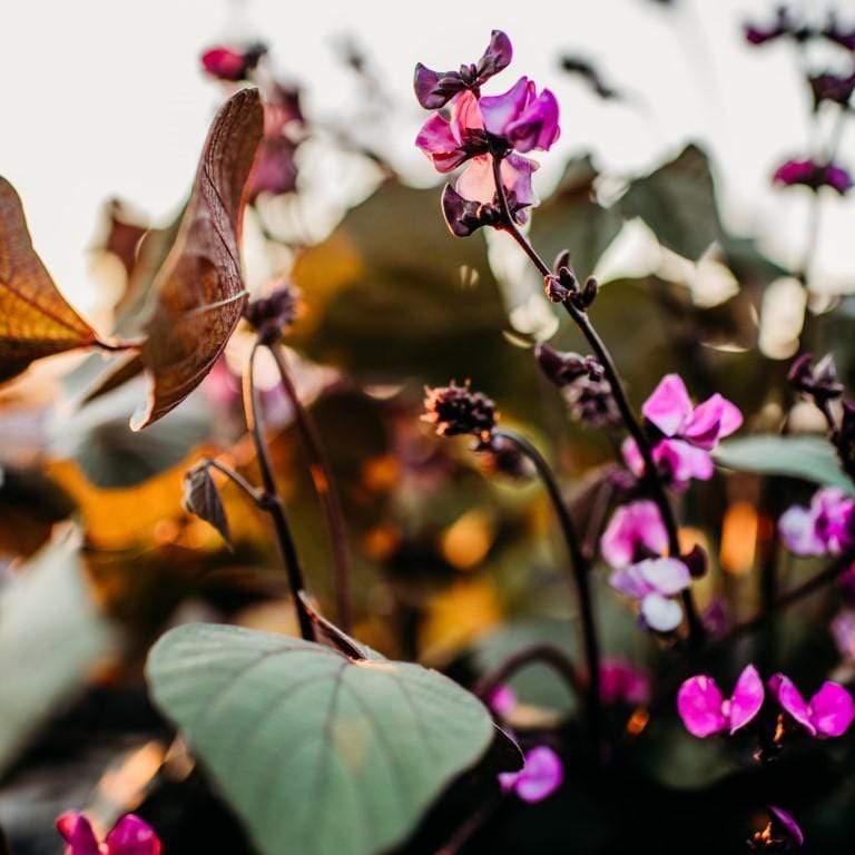 Ruby Moon Hyacinth Bean Vine Seeds