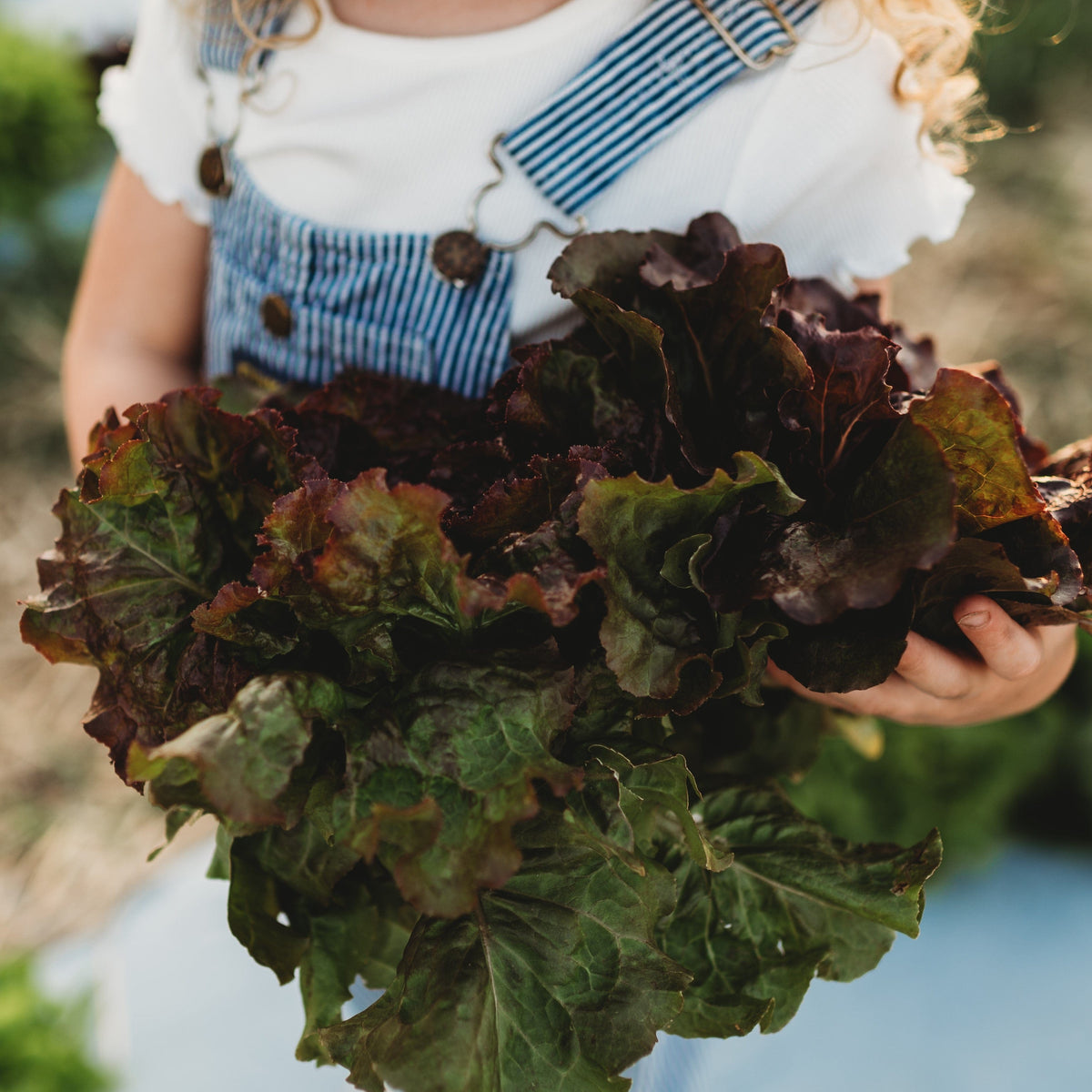 Ruby Red Leaf Lettuce