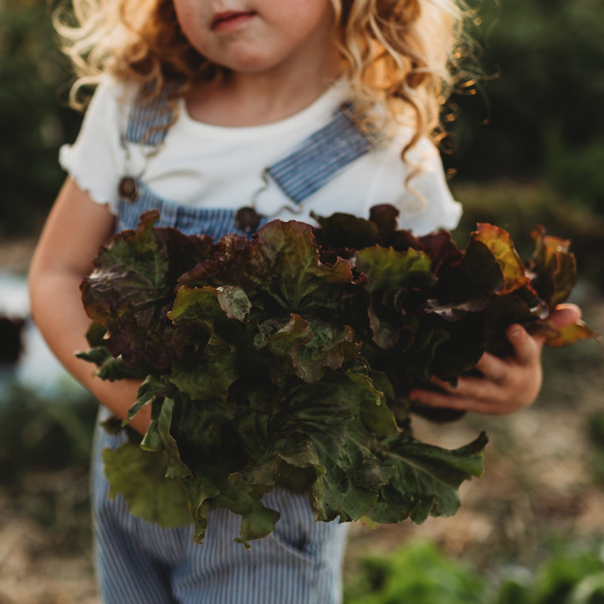 Ruby Red Leaf Lettuce