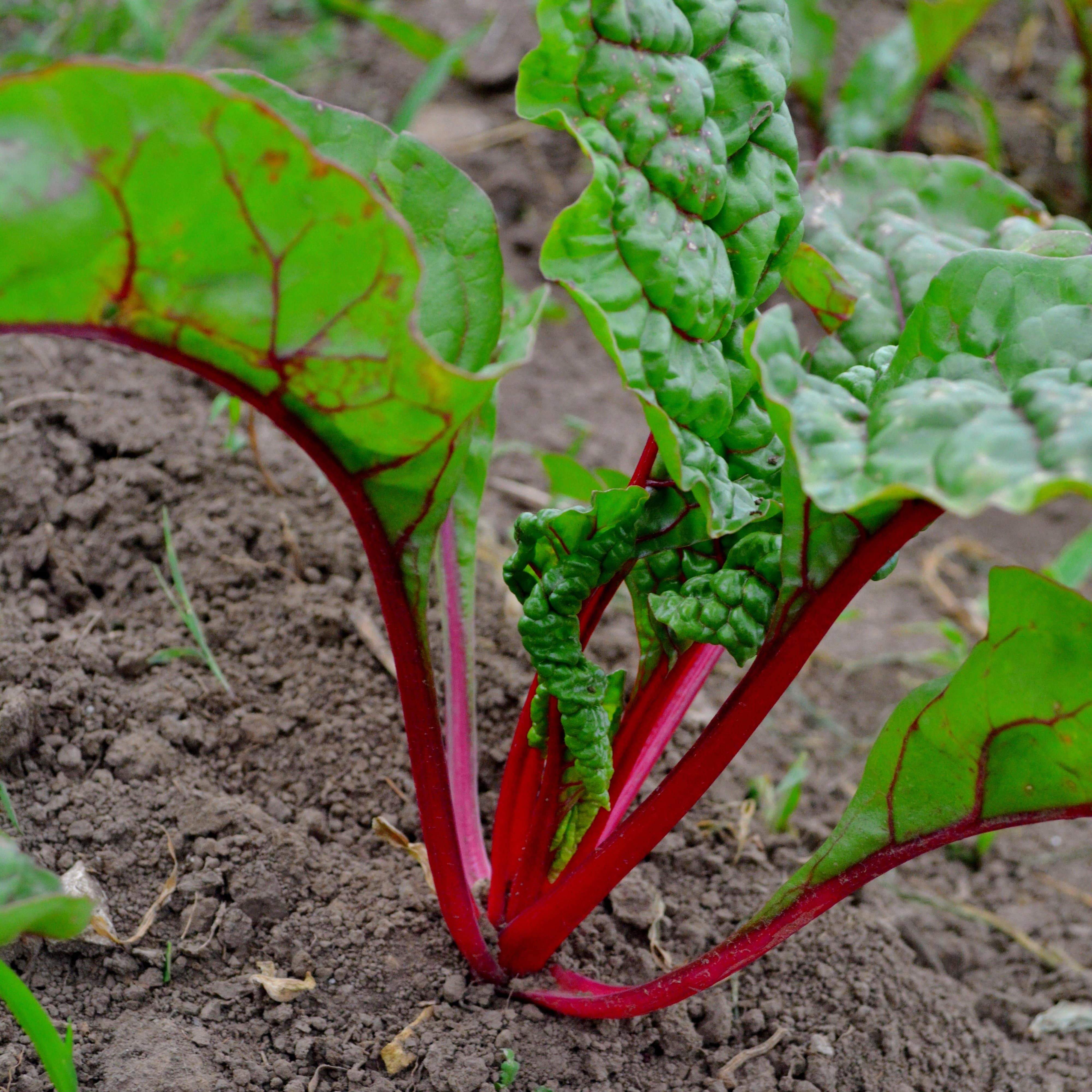 Ruby Swiss Chard in garden