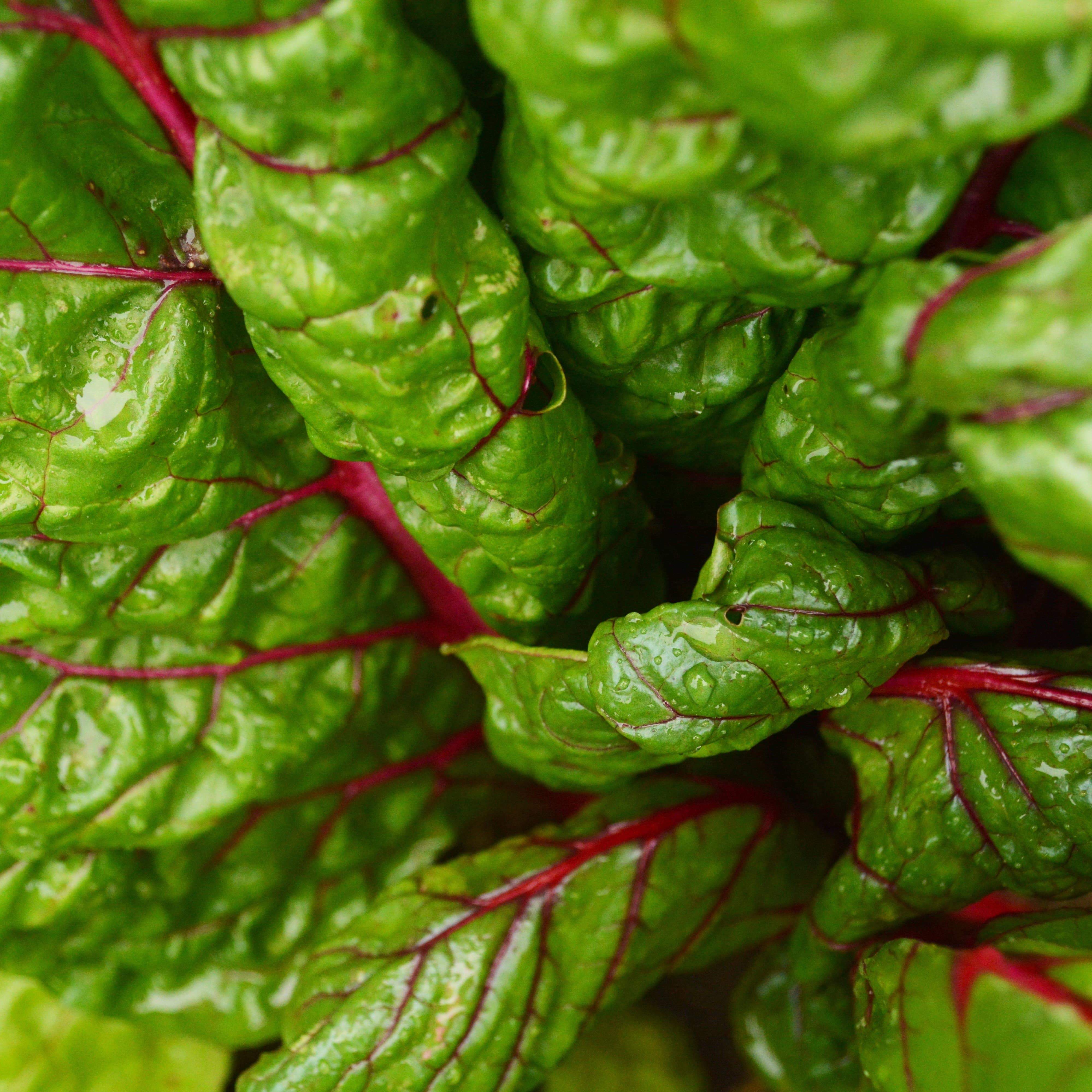 Ruby Swiss Chard closeup