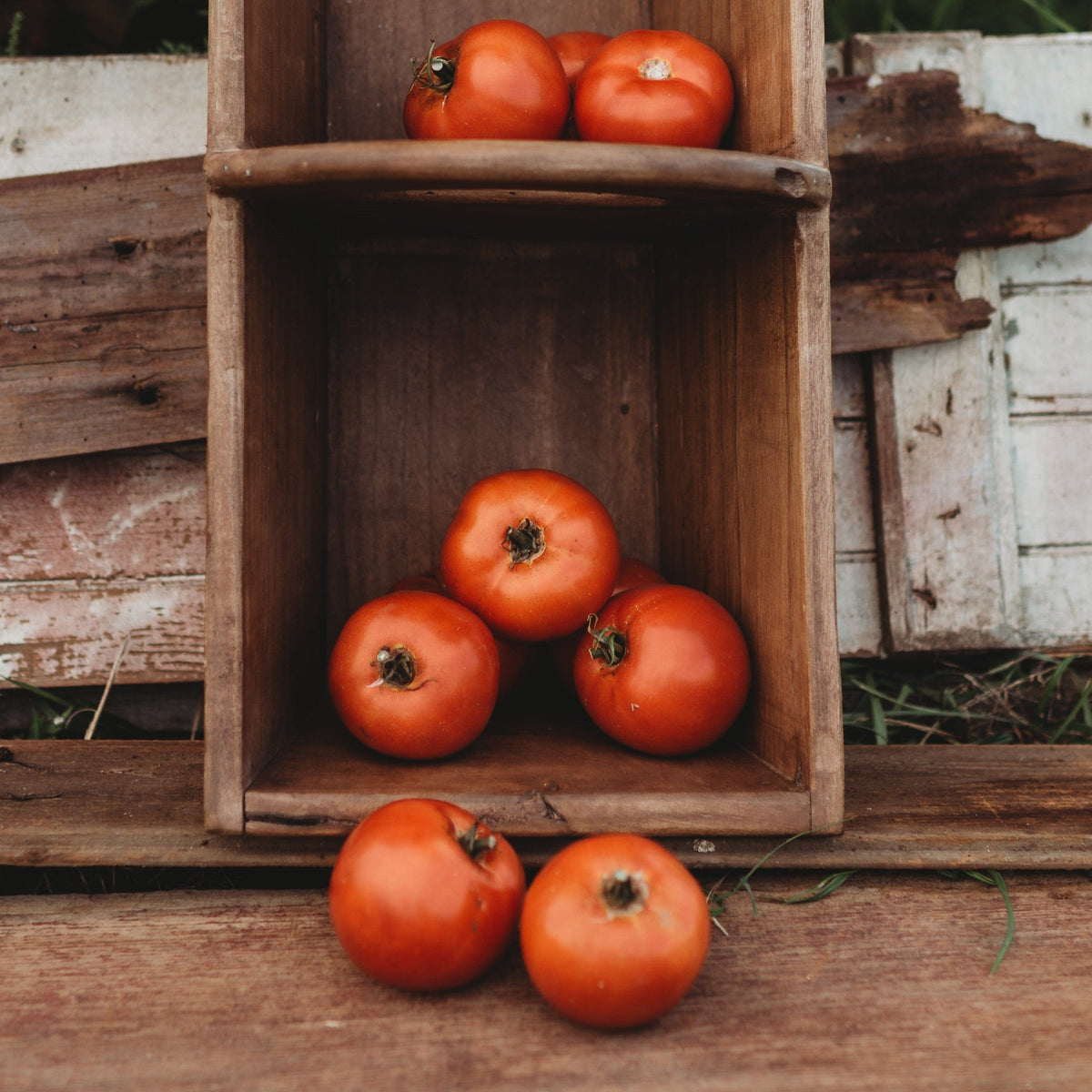 Rutgers Tomato