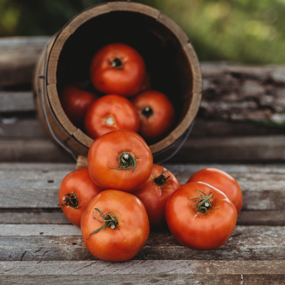 Rutgers Tomato