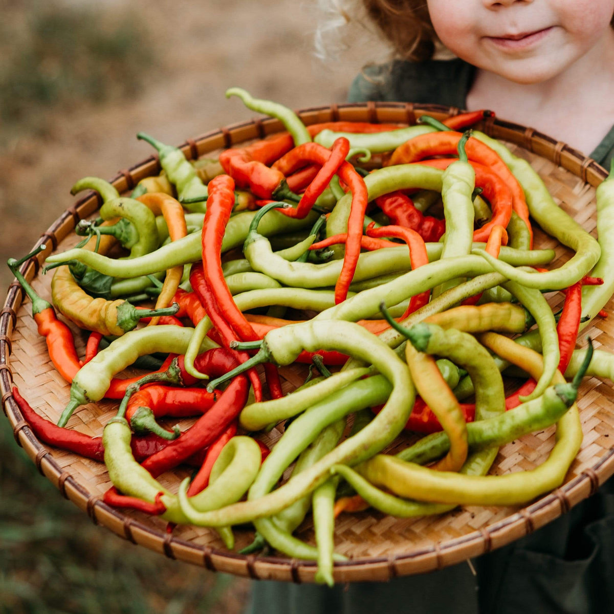 Sari Sivri Corbaci (Yellow Sweet) Pepper