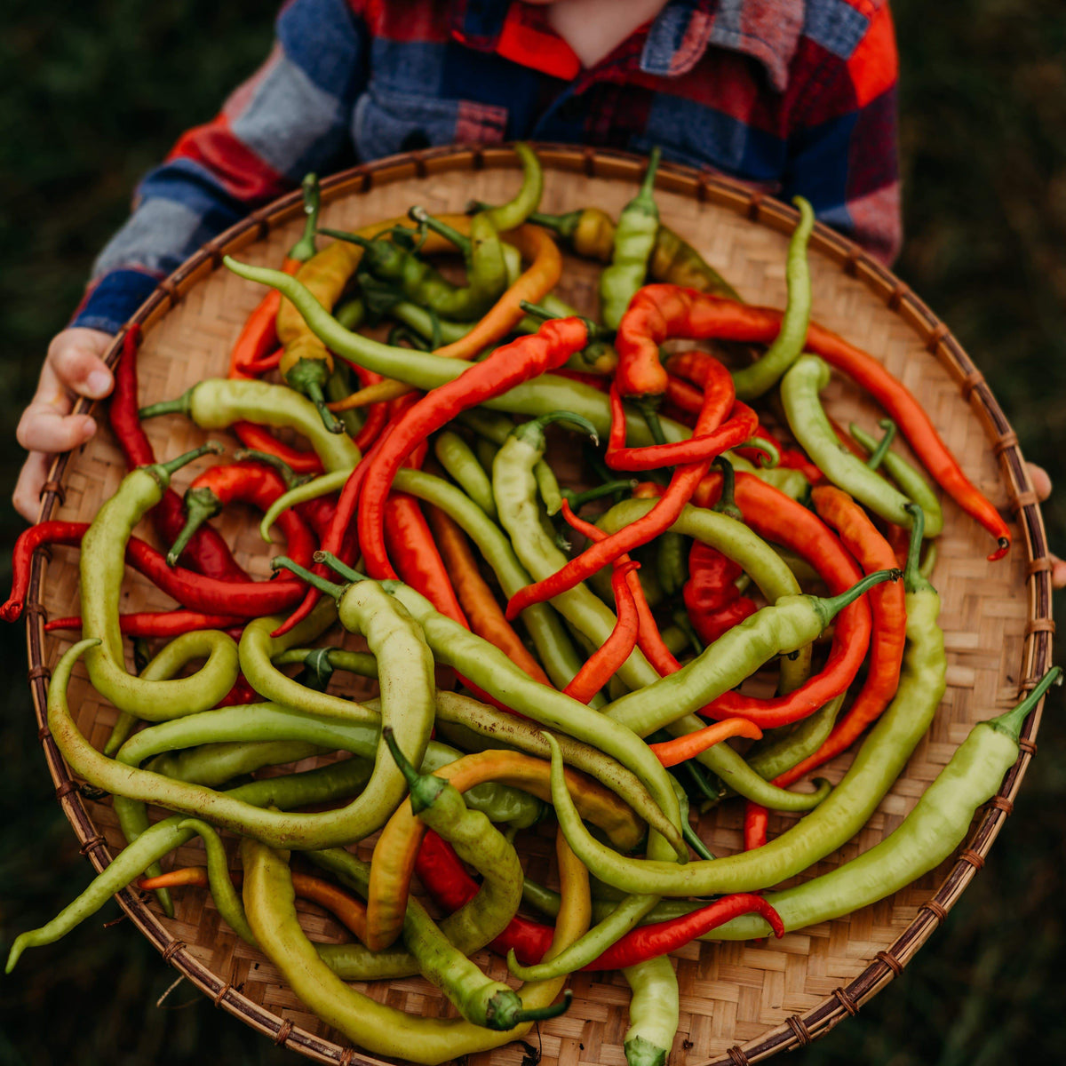 Sari Sivri Corbaci (Yellow Sweet) Pepper