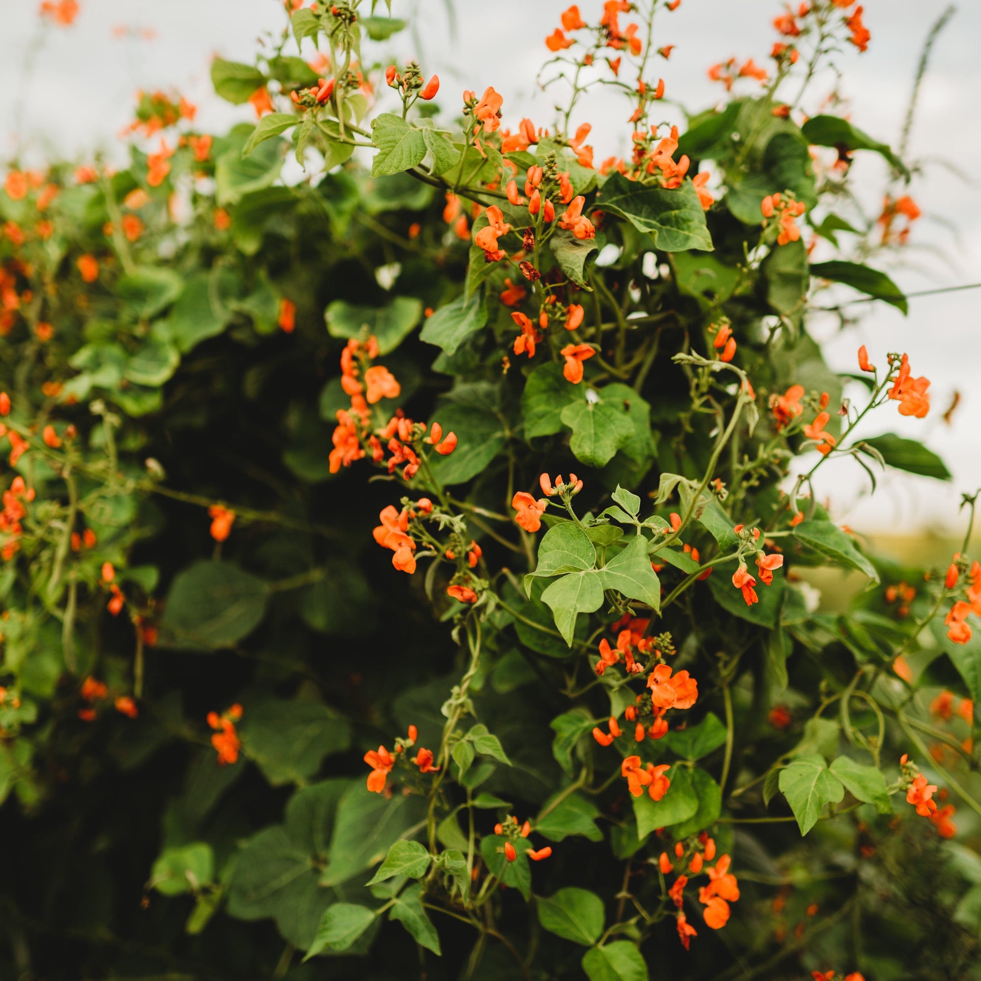 planting scarlet runner bean seeds Scarlet Runner Bean, Packet (25 Seeds)