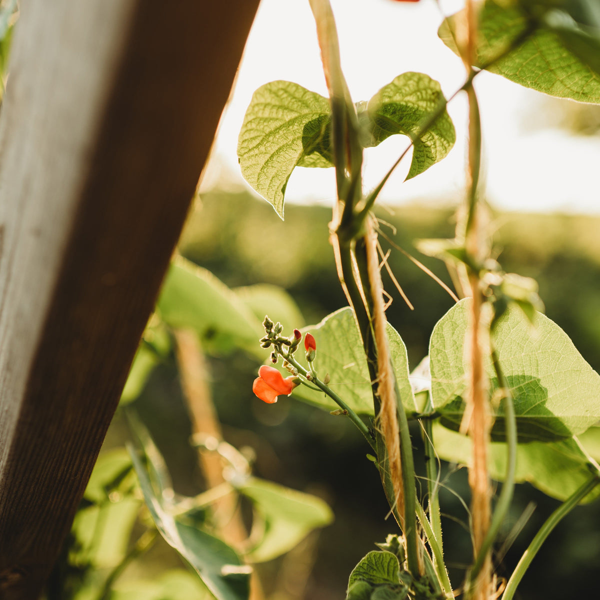 Scarlet Runner Bean