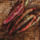 Scotty Taylor Fall Bean Seeds