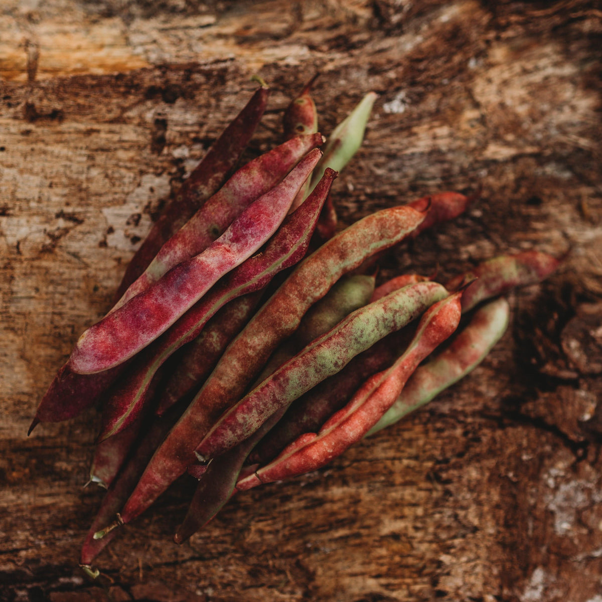 Scotty Taylor Fall Bean