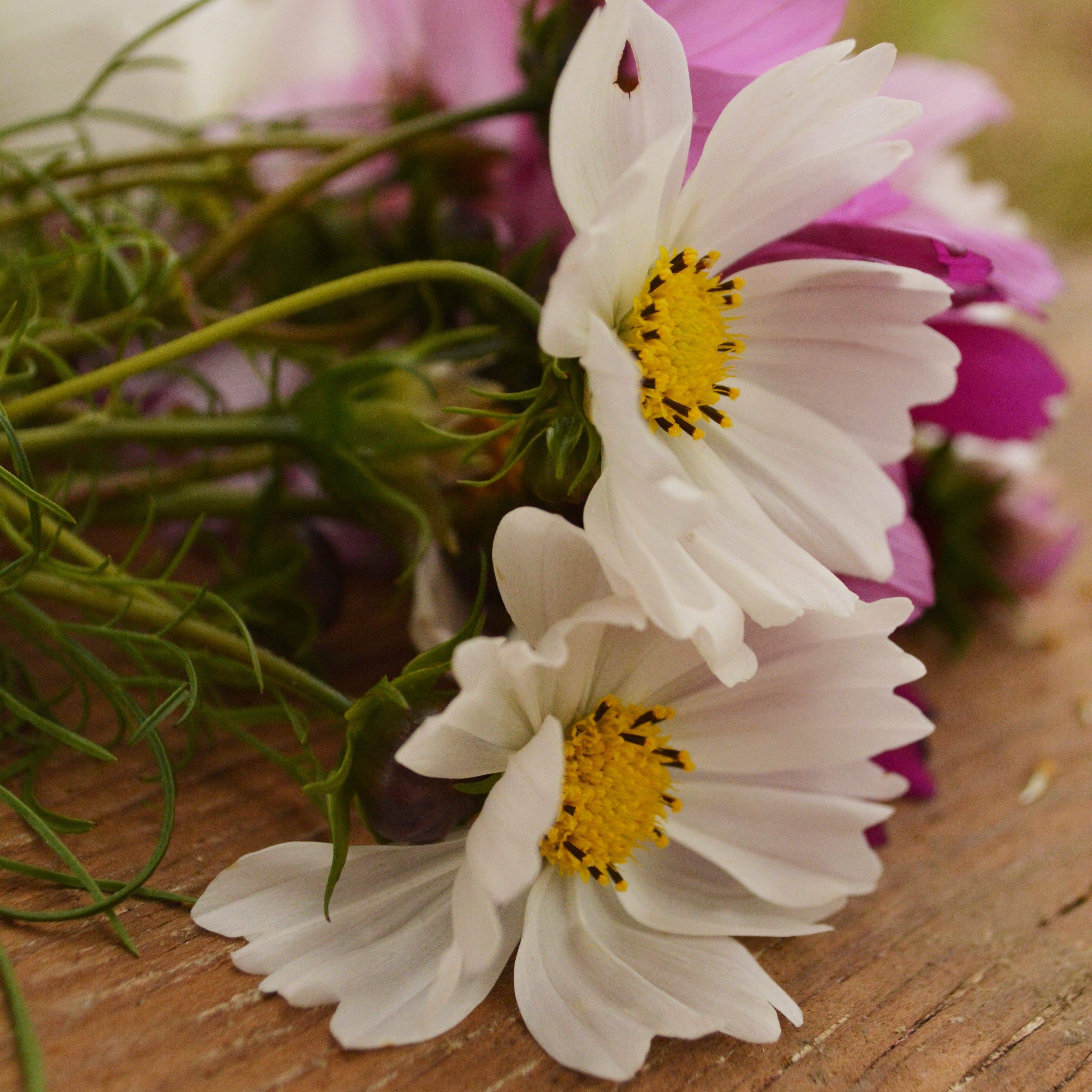 Sensation Cosmos Mix Seeds