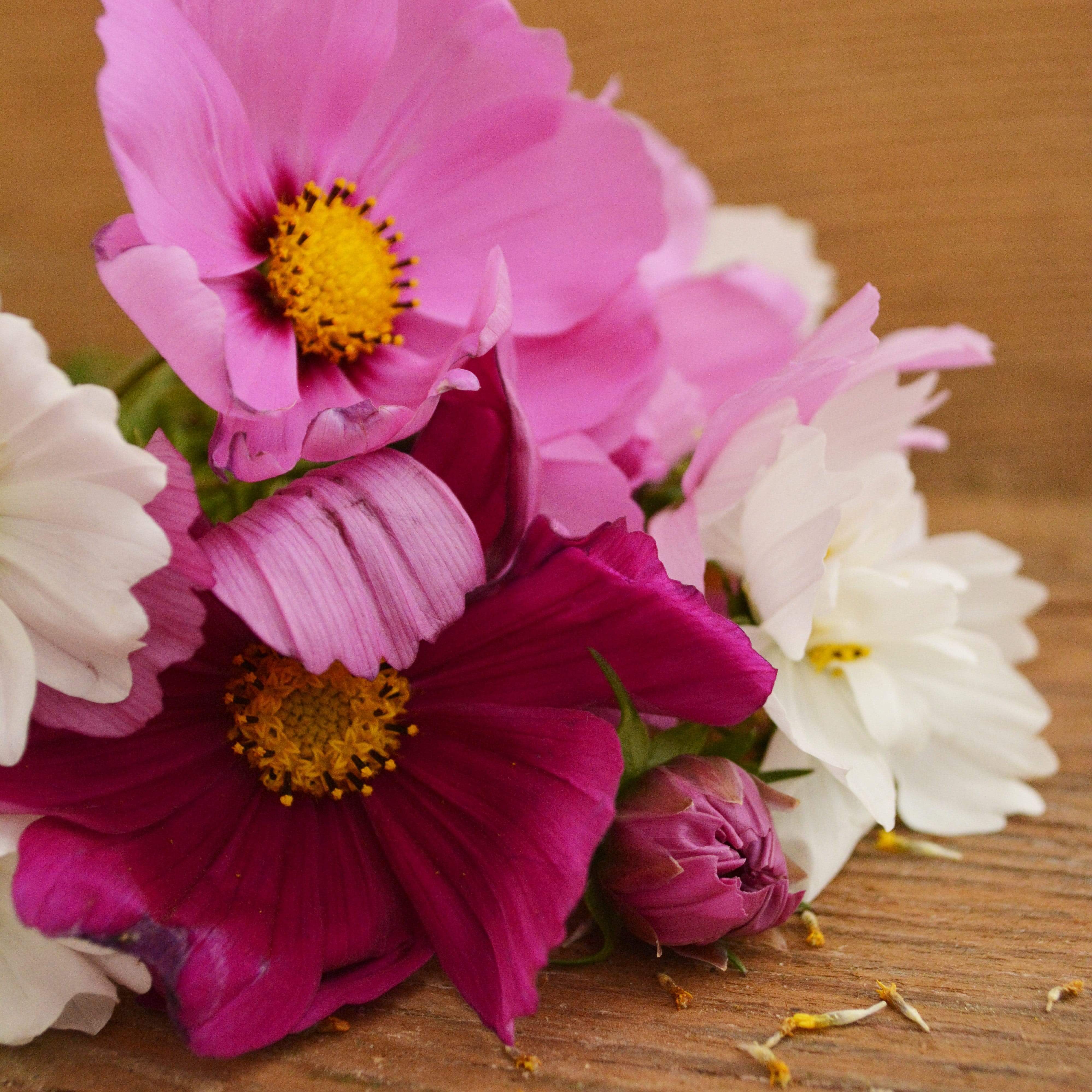 Sensation Cosmos Mix Seeds