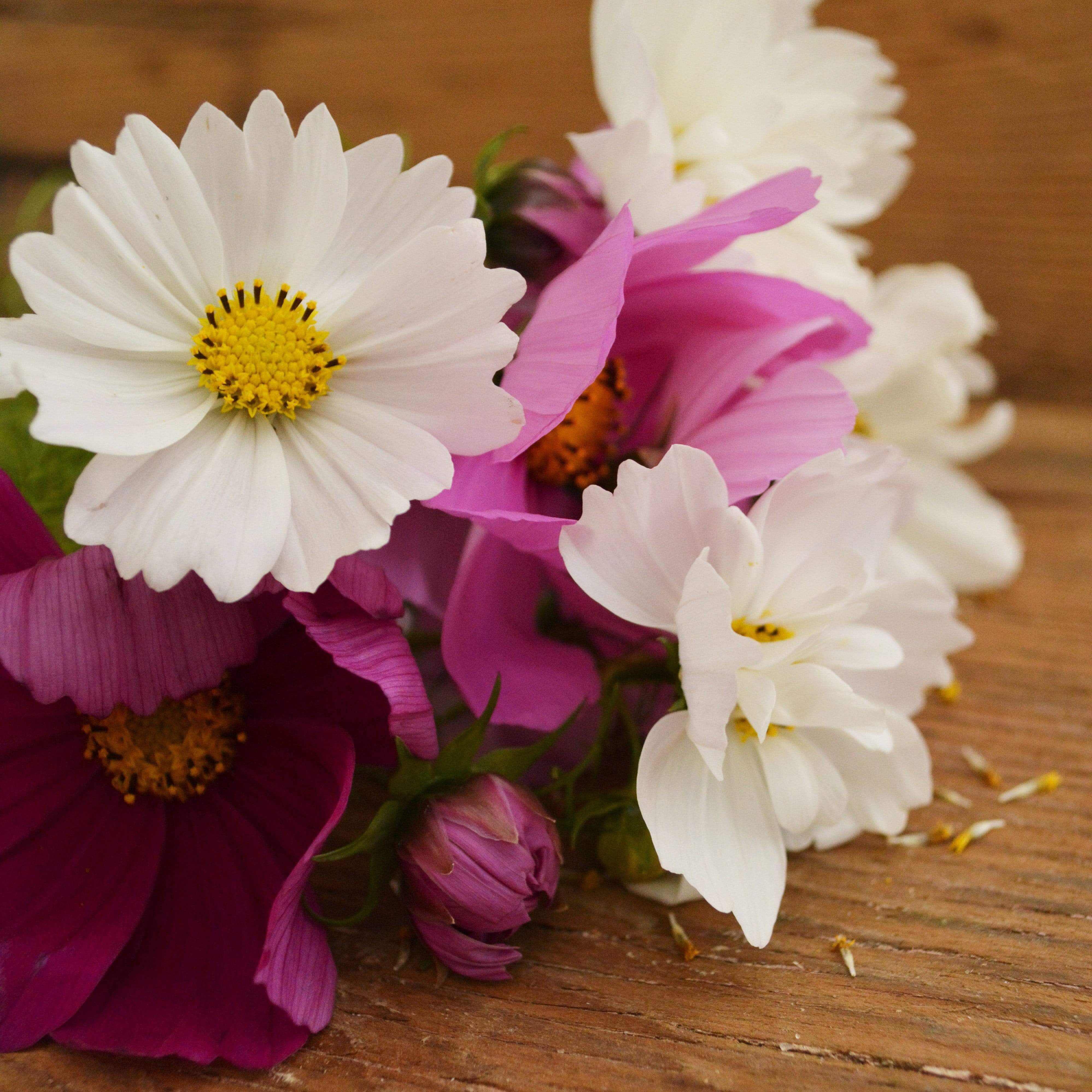 Sensation Cosmos Mix Seeds