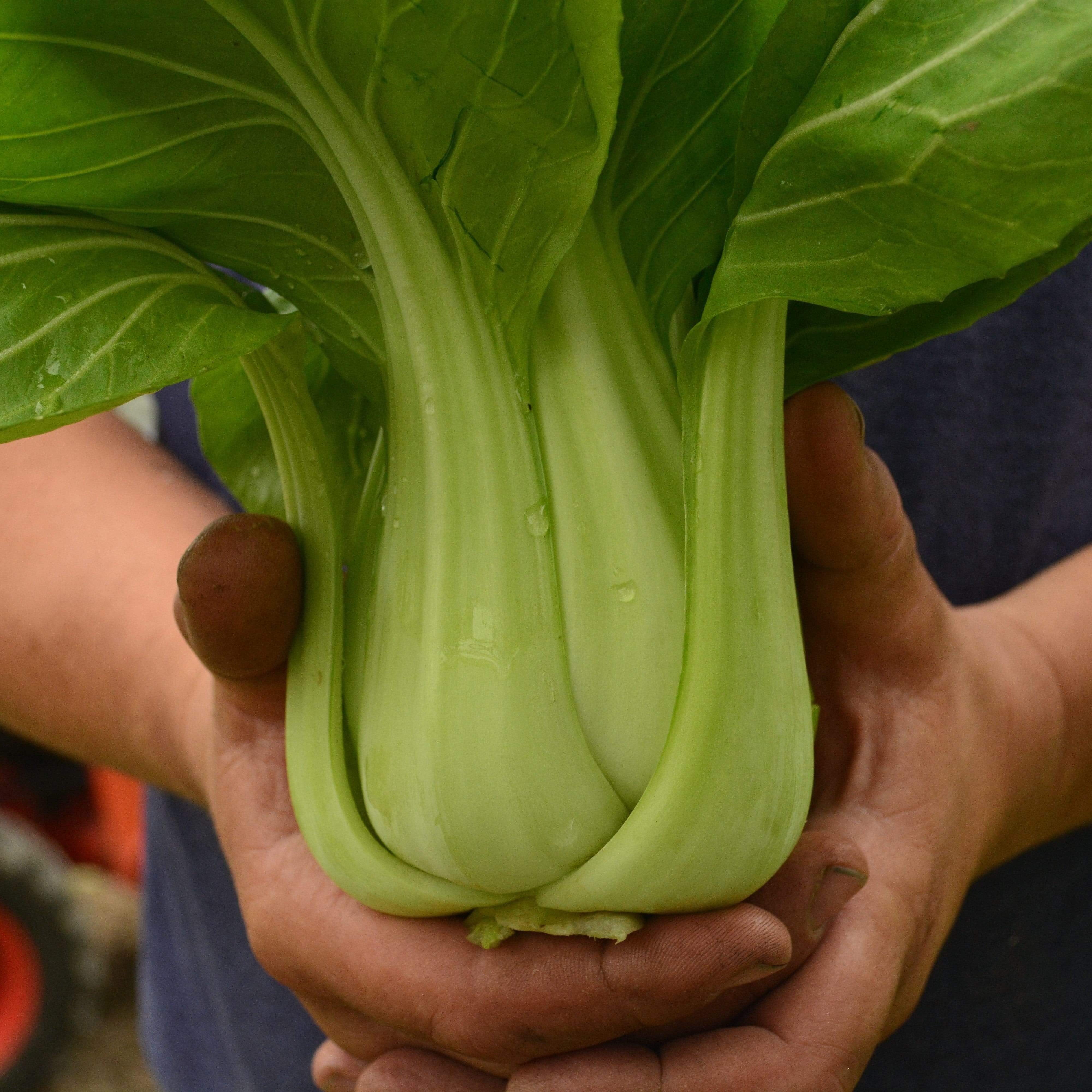 Shanghai Green Pac Choi (Bok Choy) Seeds