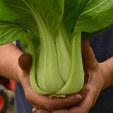 Shanghai Green Pac Choi (Bok Choy) Seeds