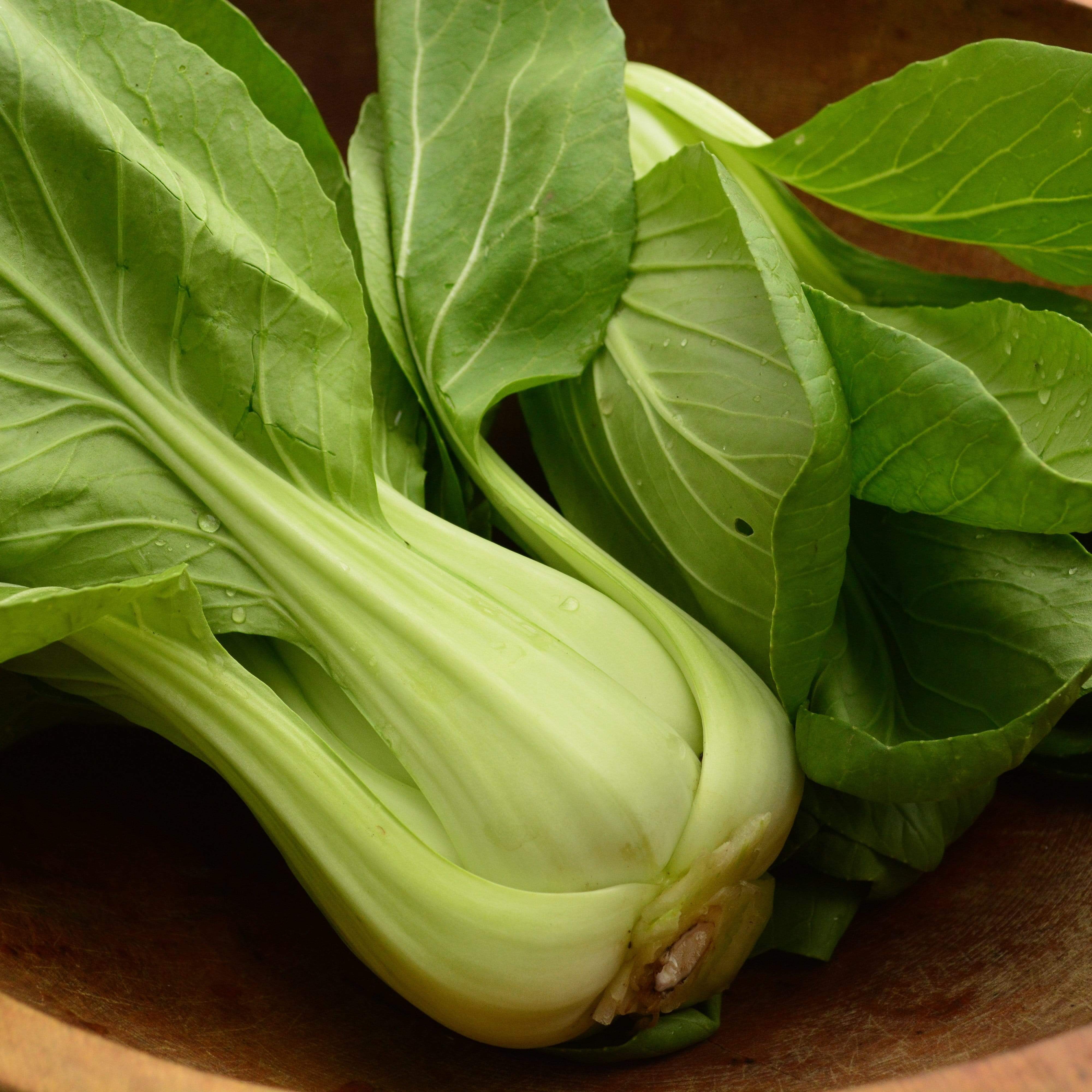Shanghai Green Pac Choi (Bok Choy) Seeds