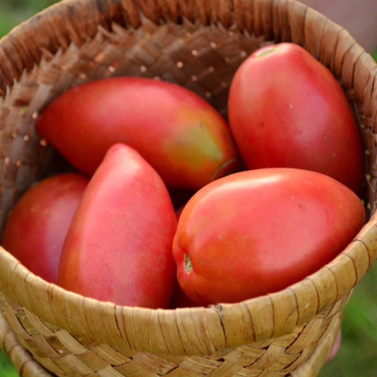 Sheboygan Heirloom Paste Tomato