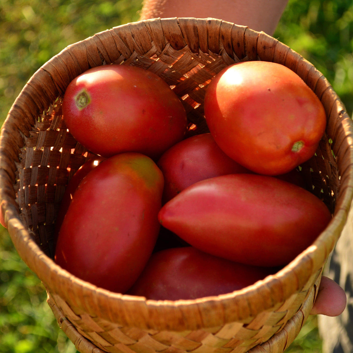 Sheboygan Heirloom Paste Tomato