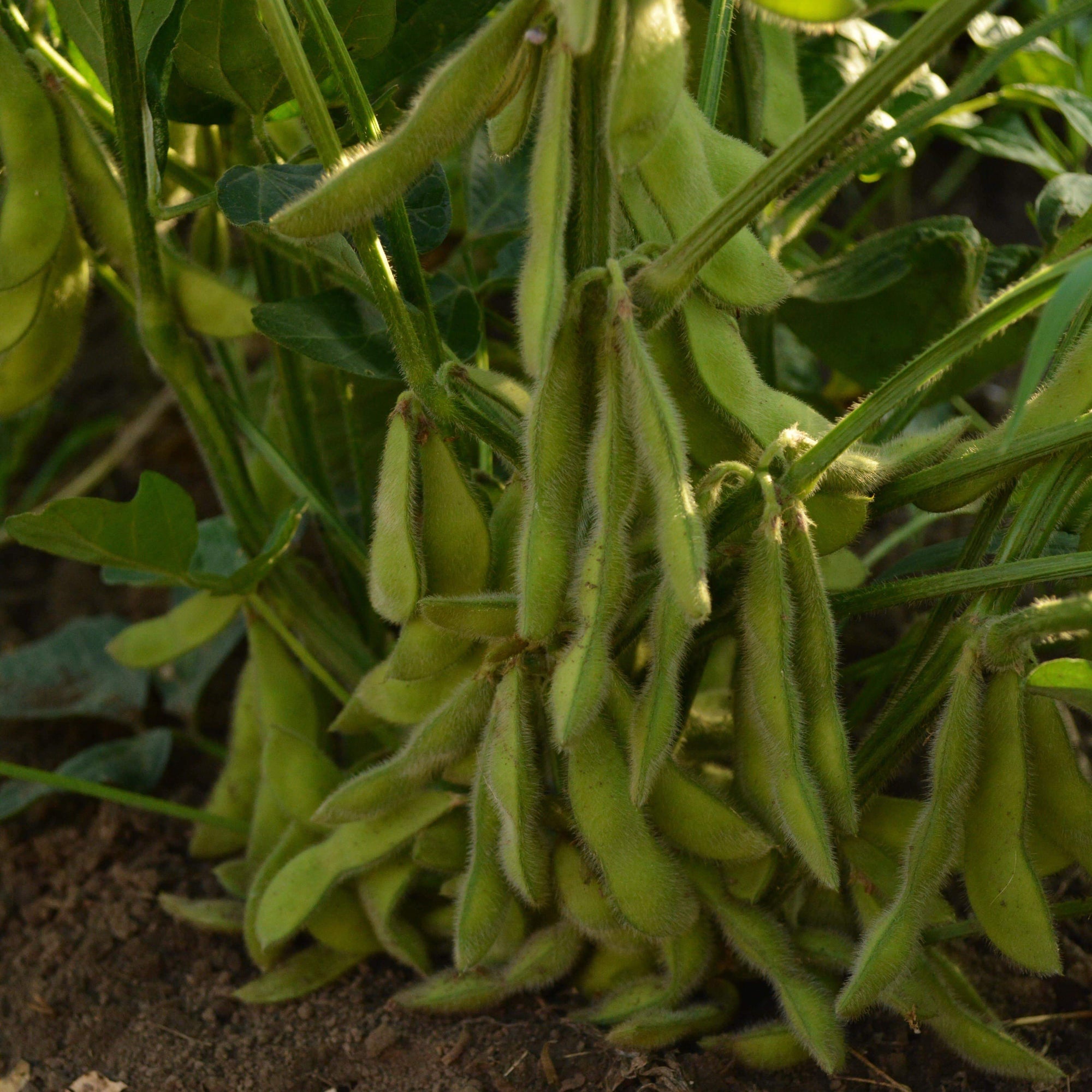 edamame beans seeds to plant Shirofumi Edamame