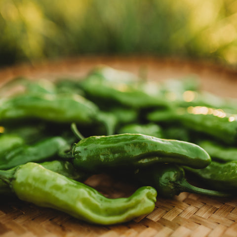Shishito Japanese Hot Pepper Seeds