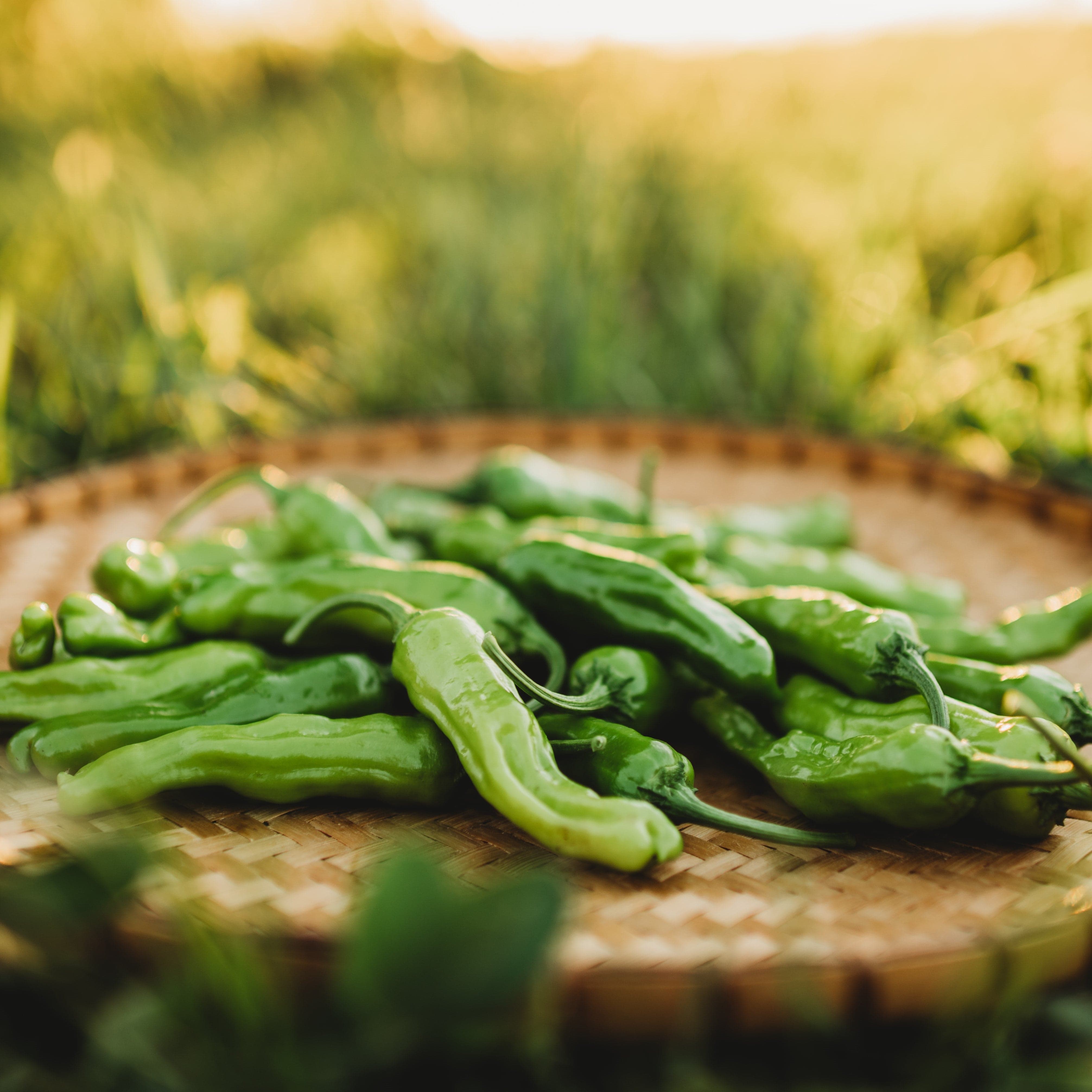Shishito Japanese Hot Pepper Seeds