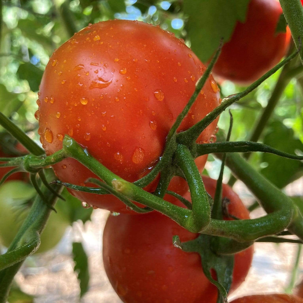 Siberian Slicing Tomato Seeds