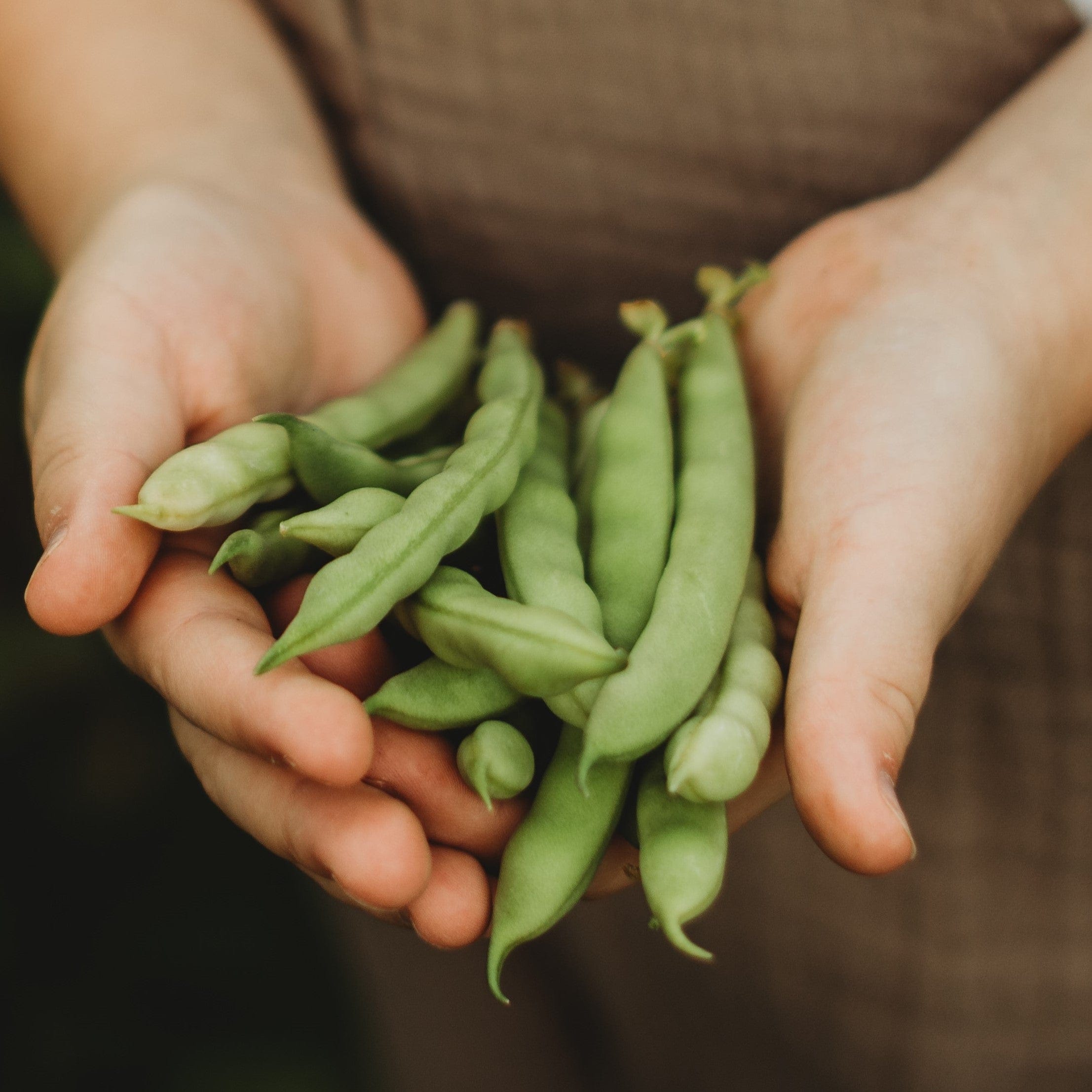 Six Weeks Cut Short Bean Seeds