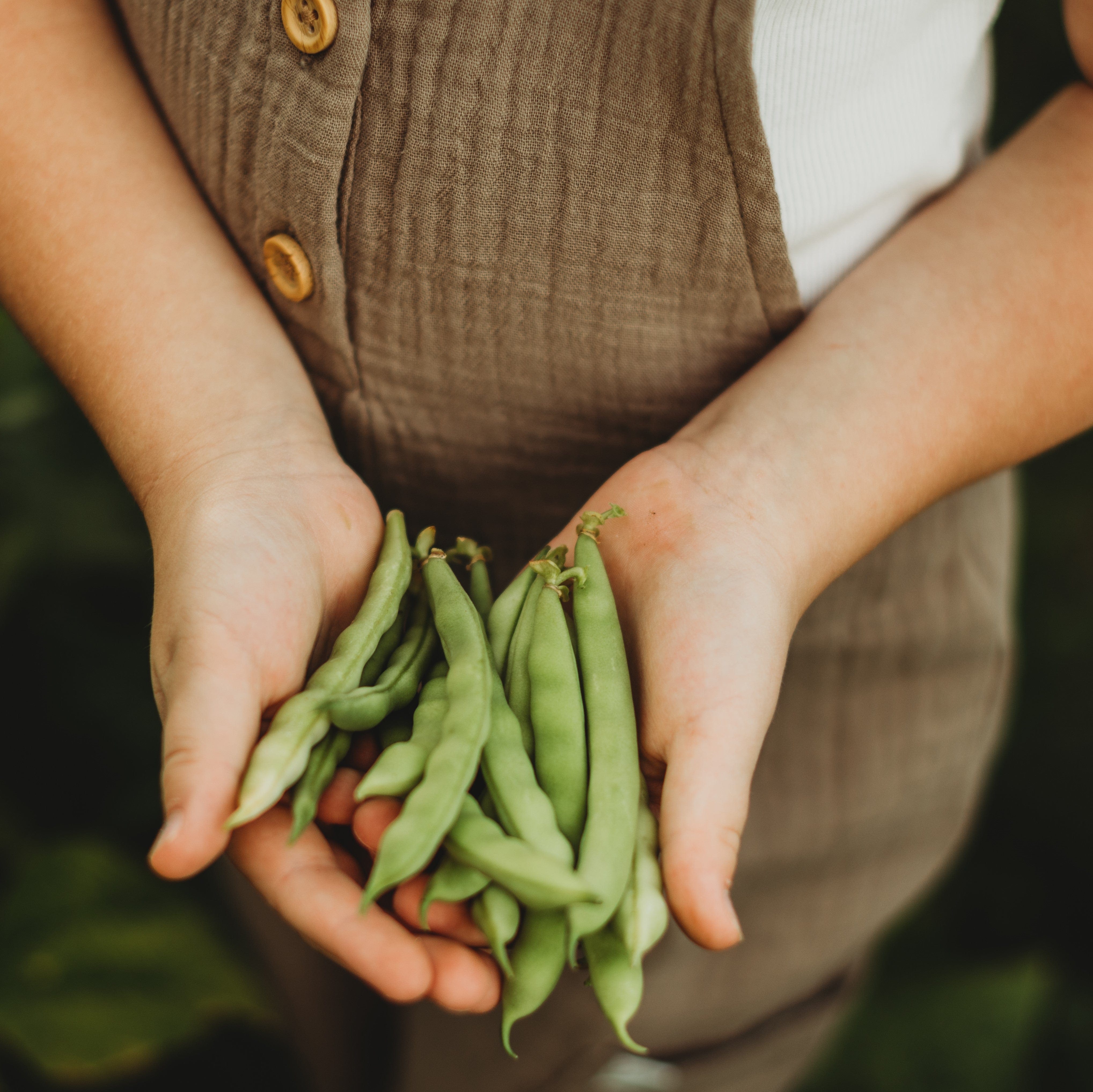 Six Weeks Cut Short Bean Seeds