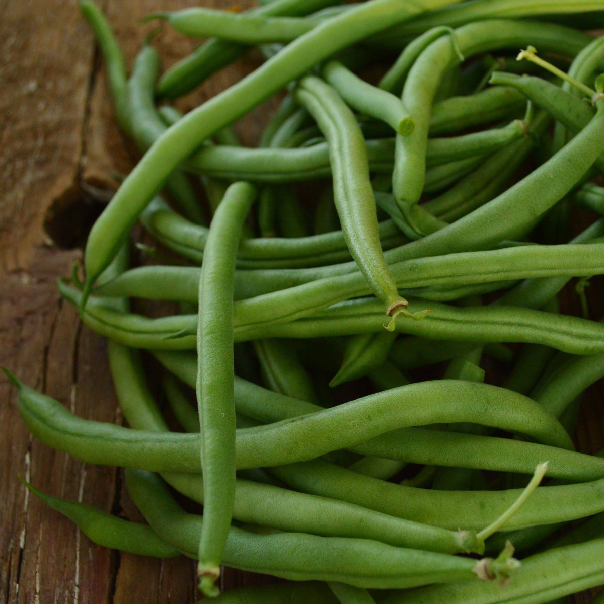 Slenderette Snap Green Bean