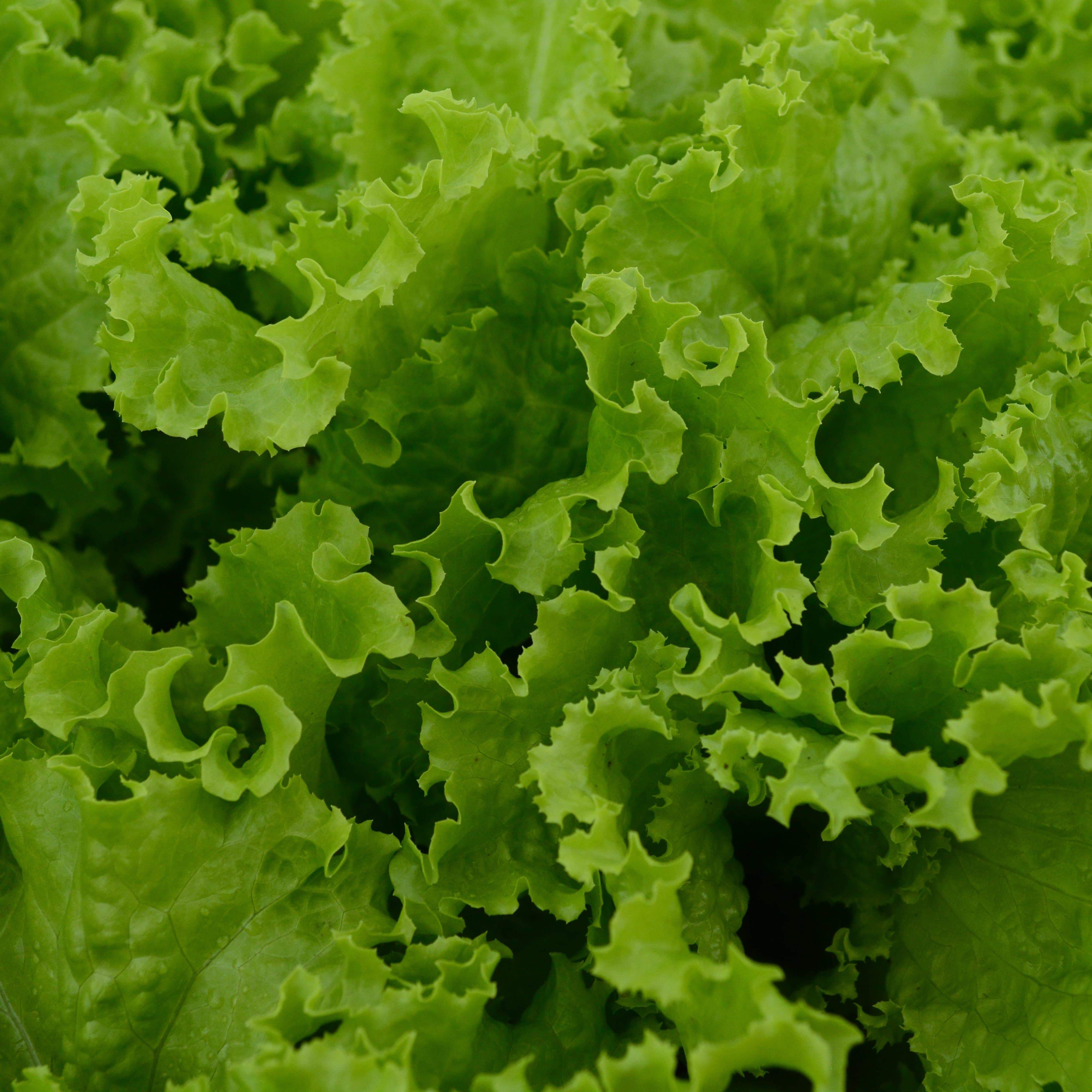 Slobolt Leaf Lettuce Seeds