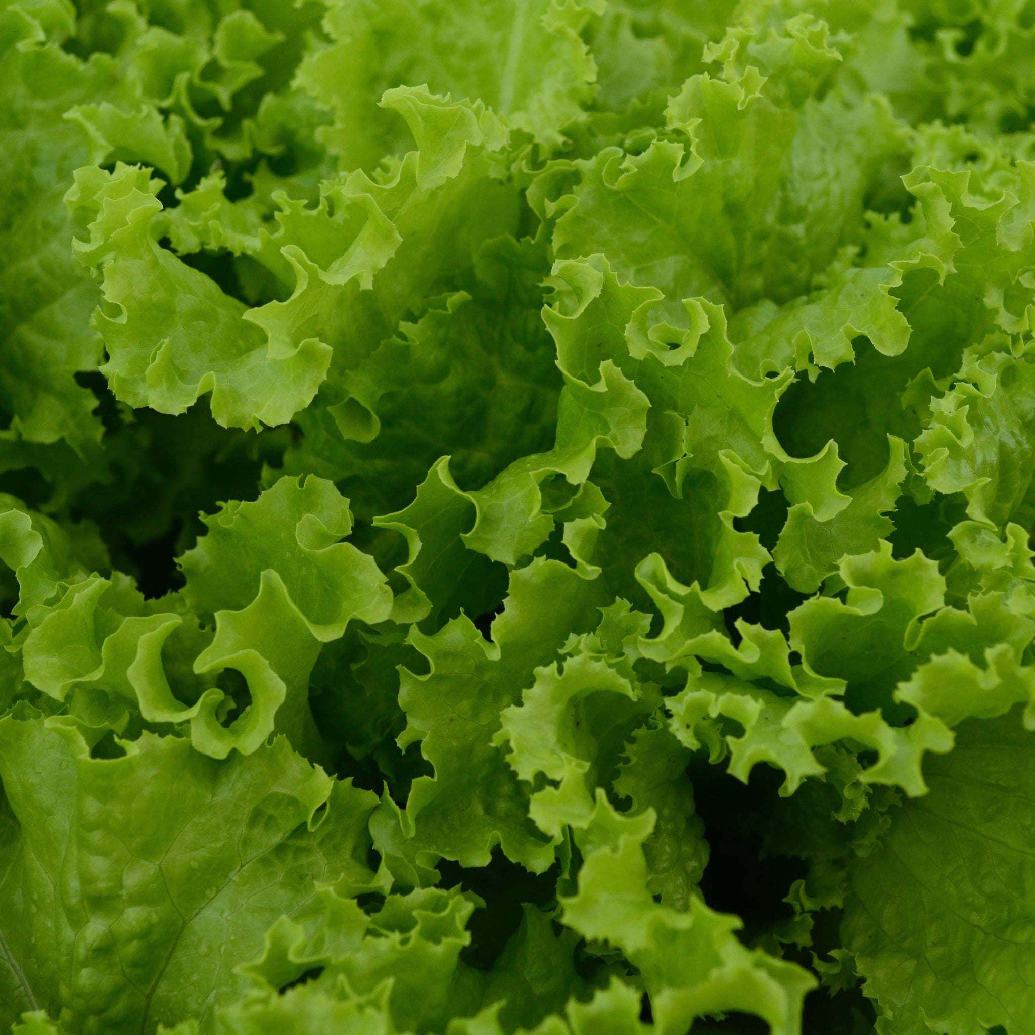 Lettuce Sprouts