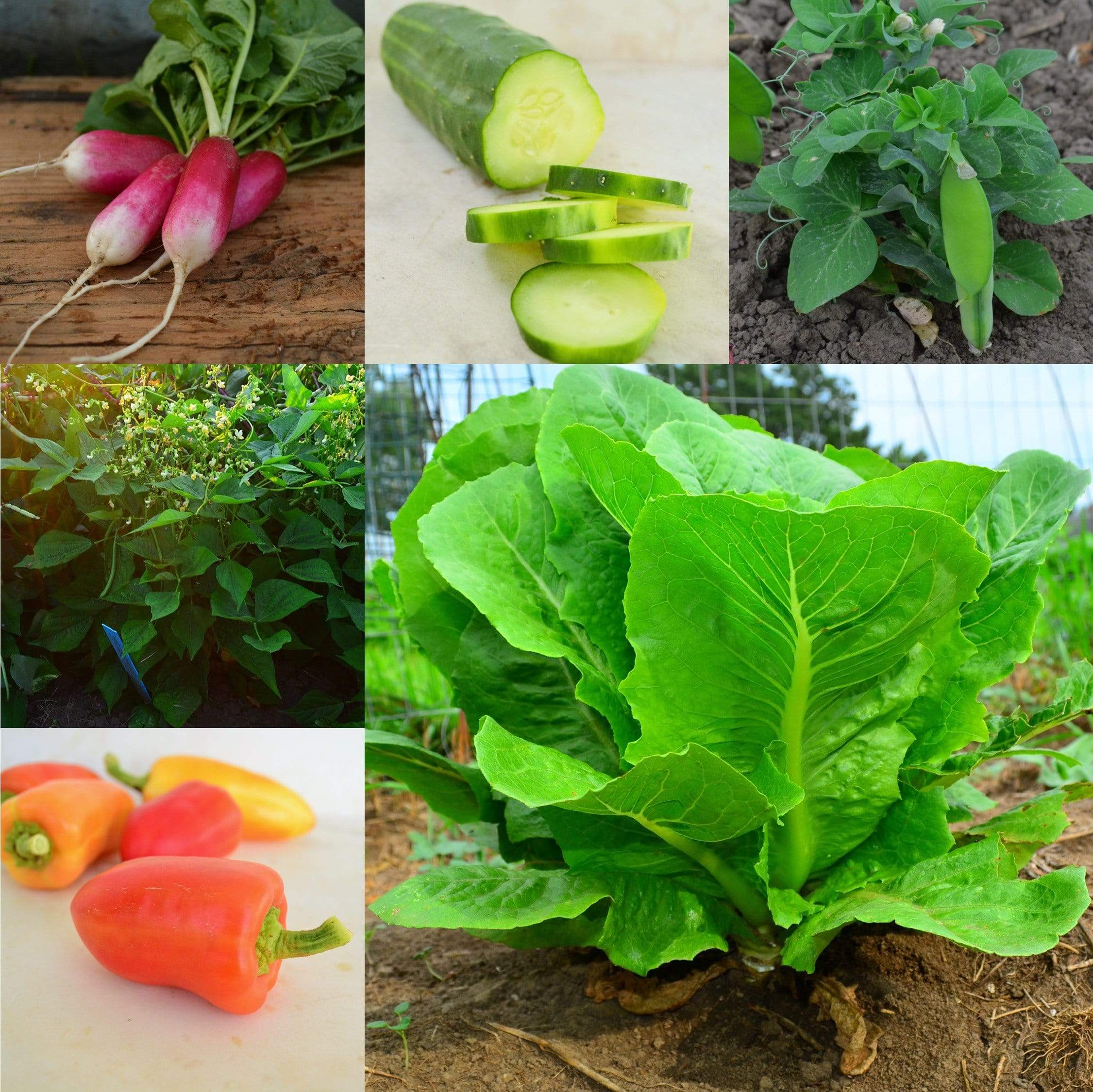Small Garden & Container Collection Seeds