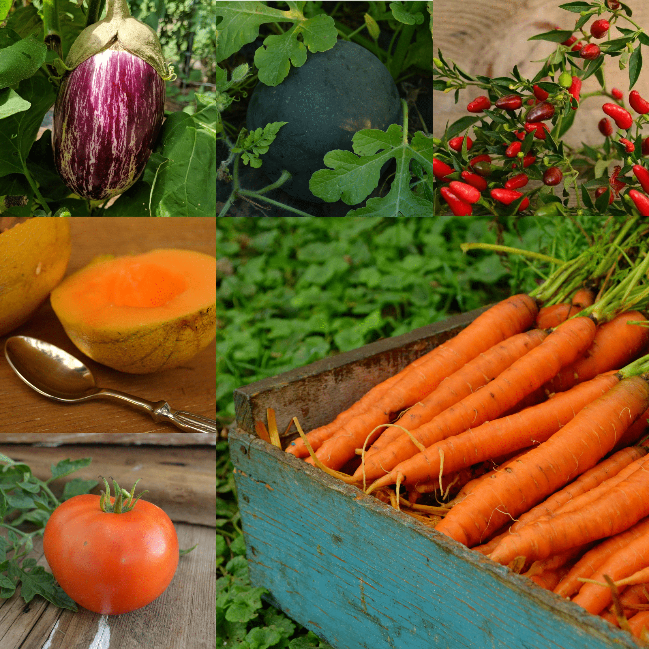 Small Garden & Container Collection Seeds