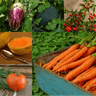 Small Garden & Container Collection