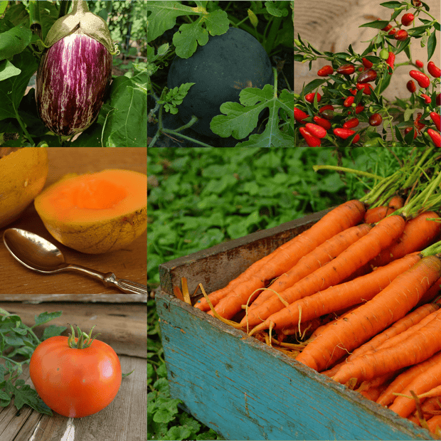 Small Garden & Container Collection Seeds