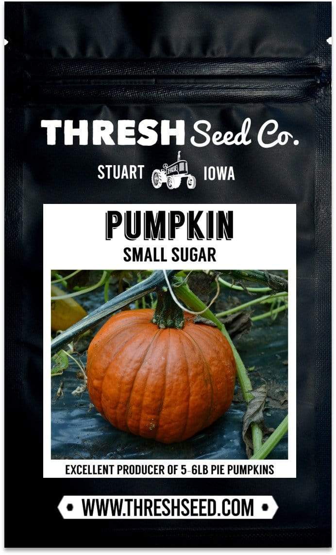 Small Sugar Pumpkin Seeds