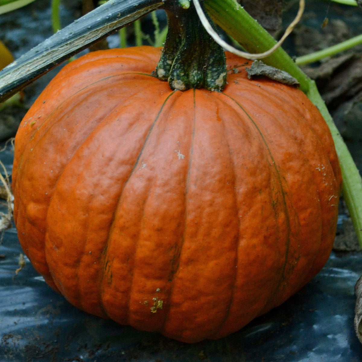 Small Sugar Heirloom Pie Pumpkin