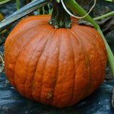 Small Sugar Pumpkin Seeds