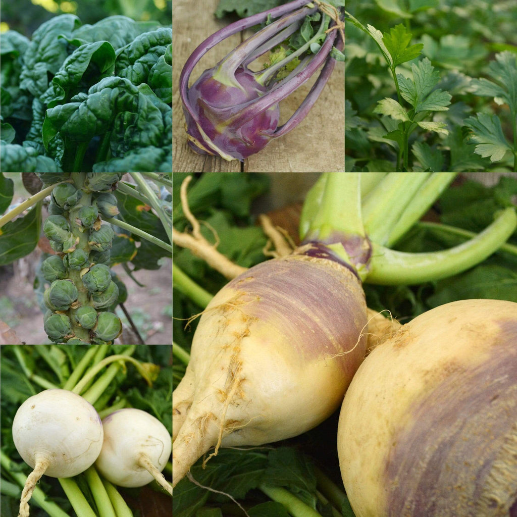 Snow Garden Collection Seeds