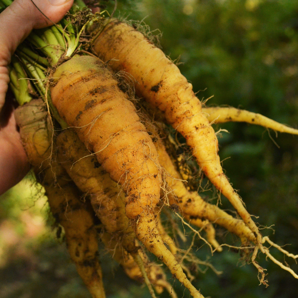 Solar Yellow Carrot