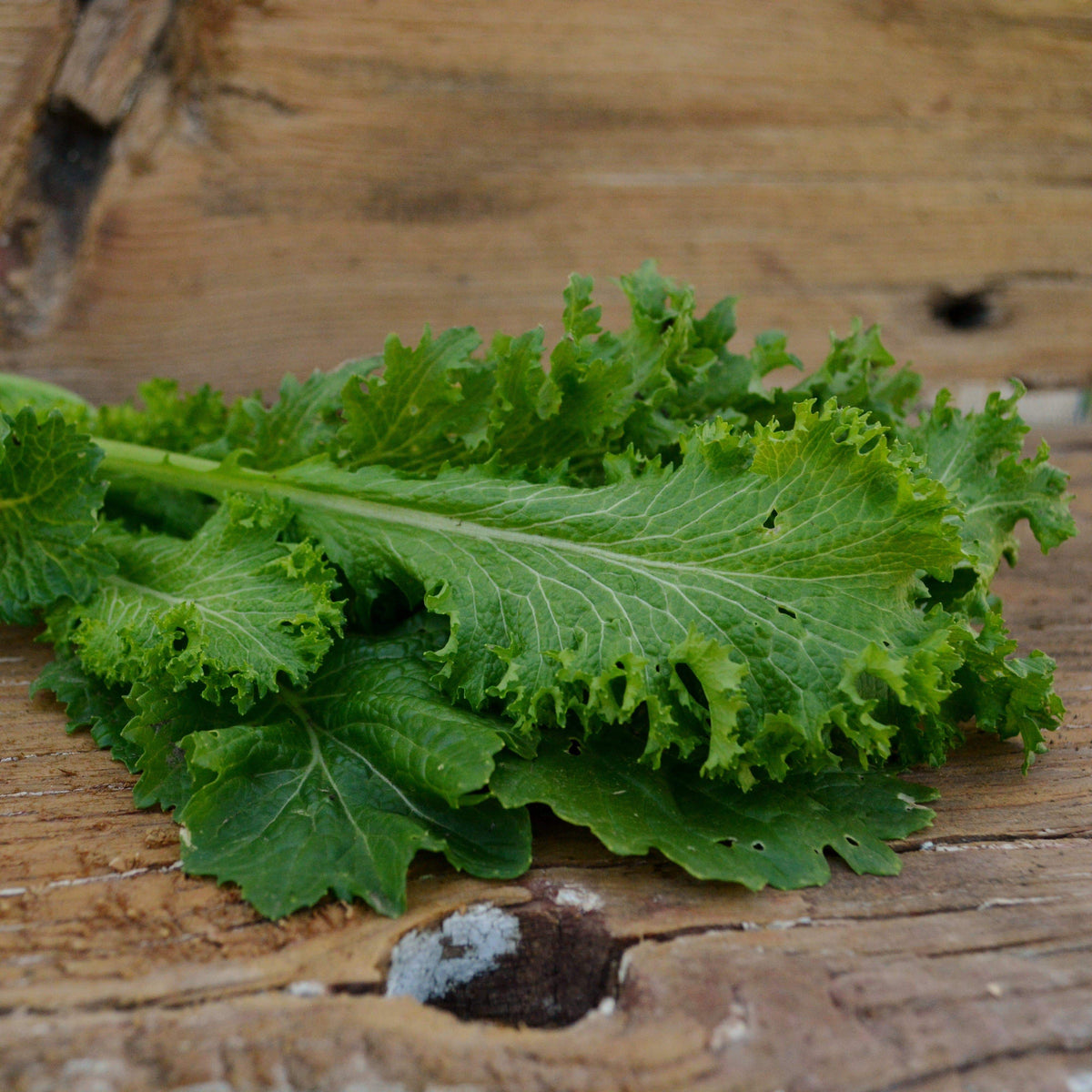 Southern Giant Curled Mustard mild green for spring or fall – Papaws Southern Giant Curled Mustard mild green for spring or fall – Papaws
